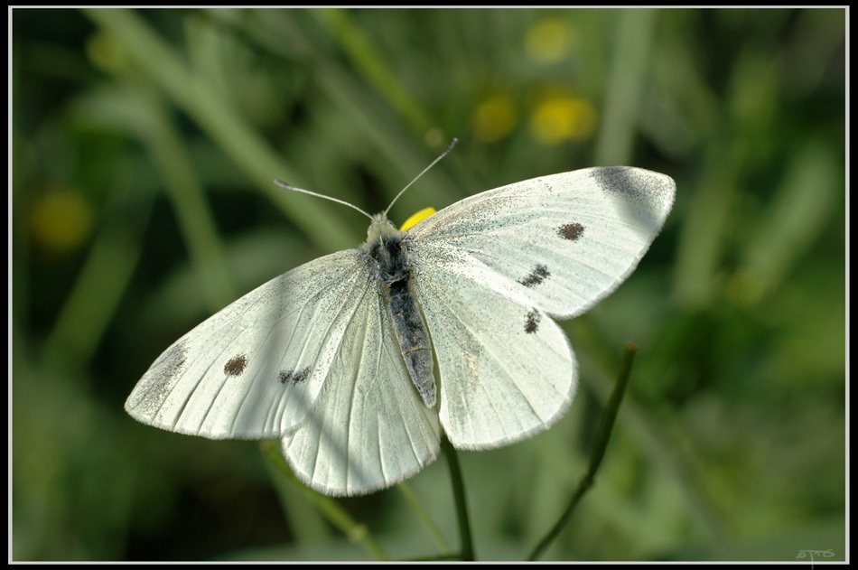 Pieris 'Forest Flame'
