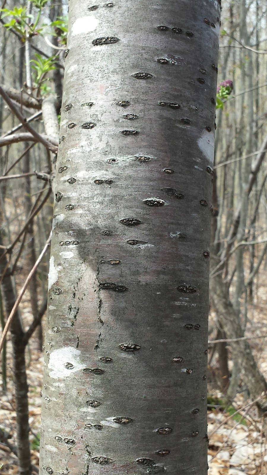 Pin cherry