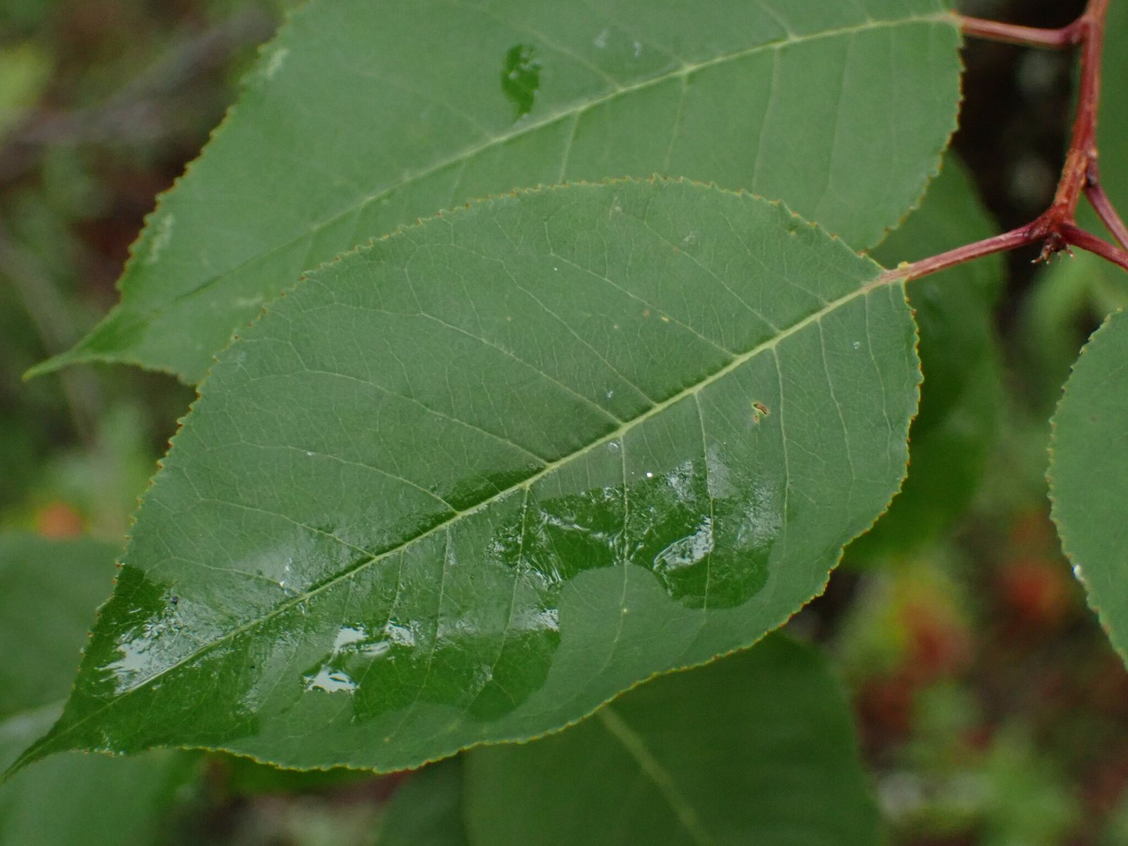 Pin cherry