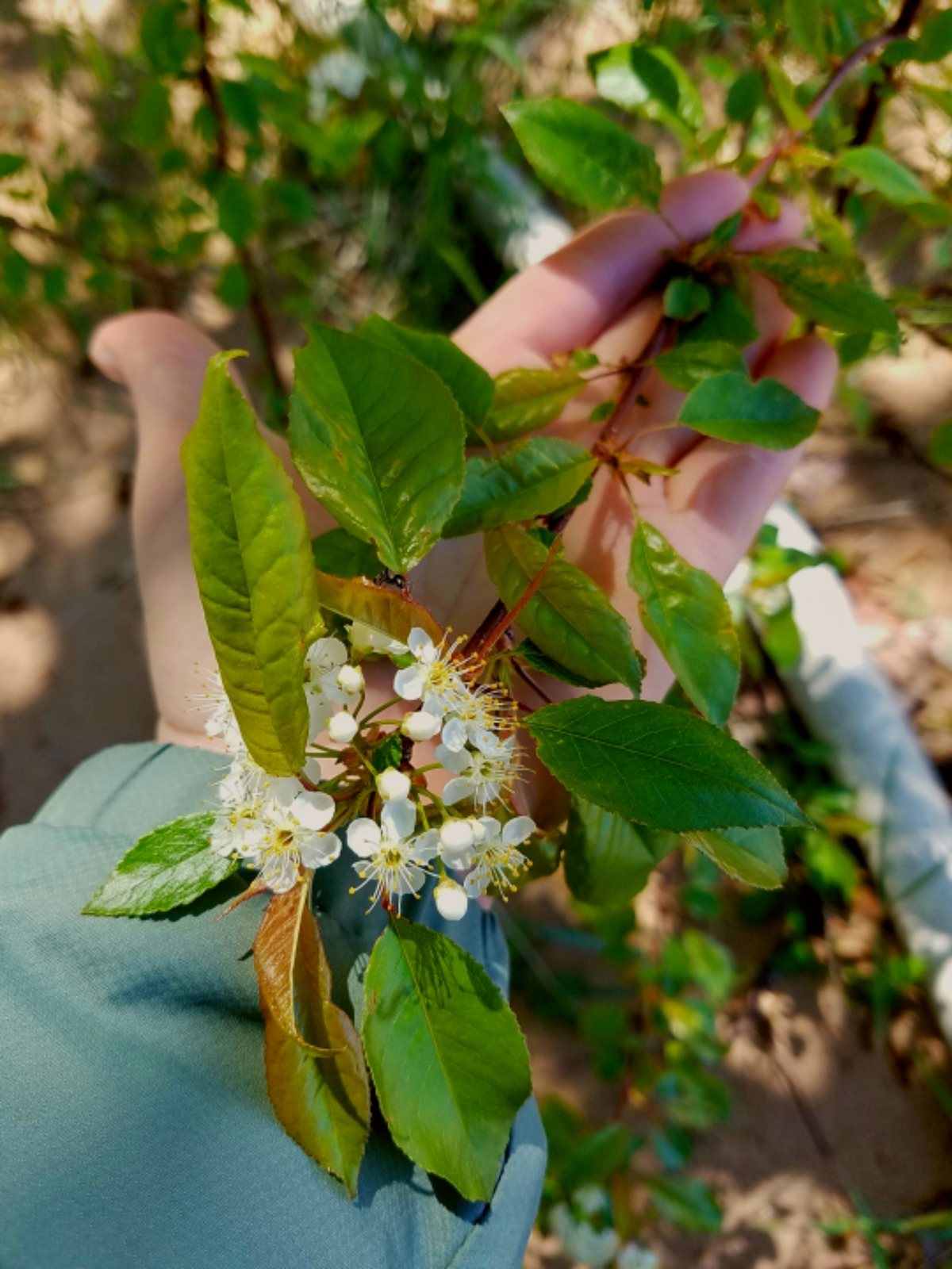 Pin cherry