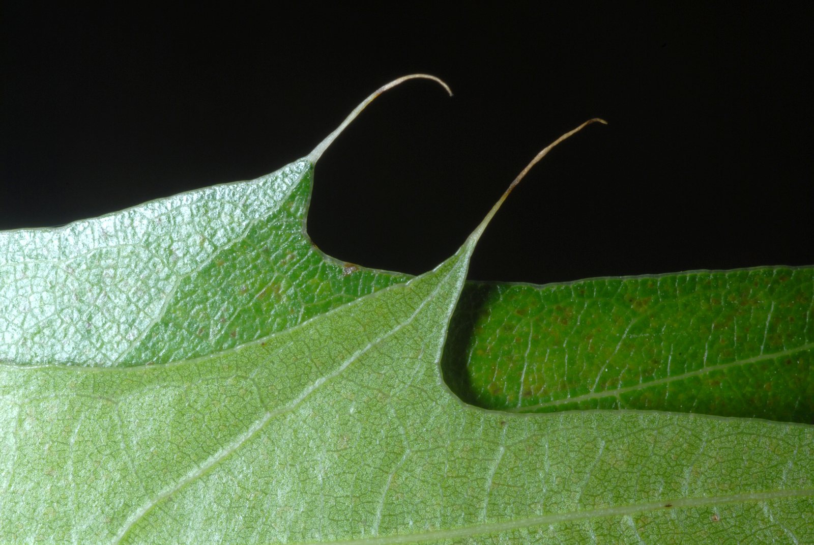 Pin oak