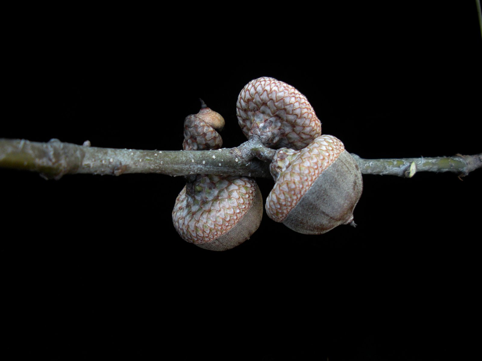 Pin oak