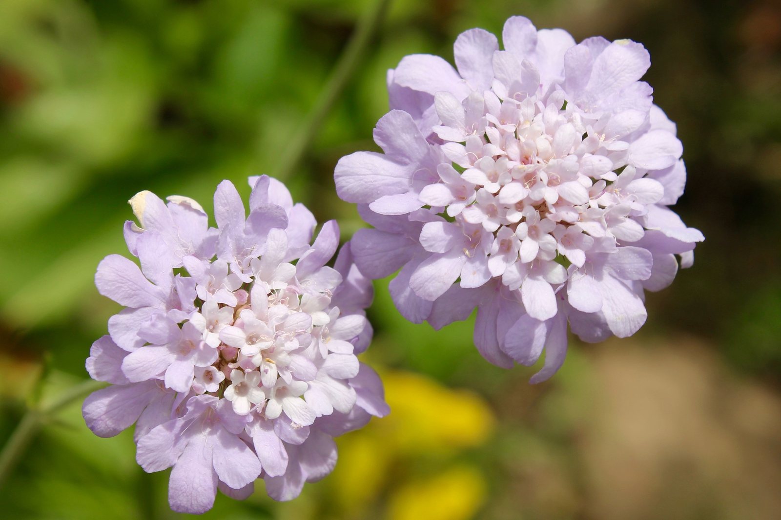Pincushion flower
