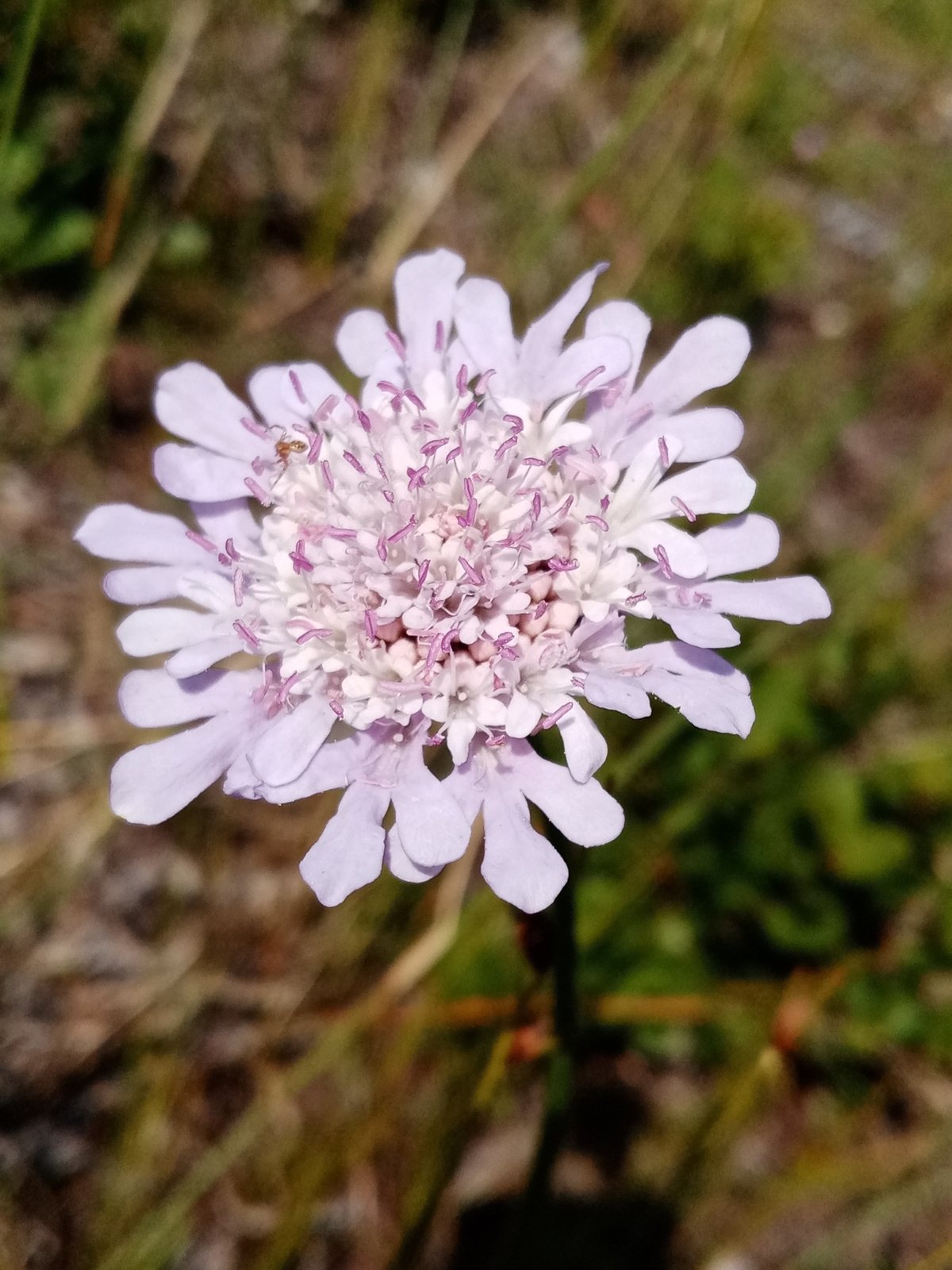 Pincushion flower