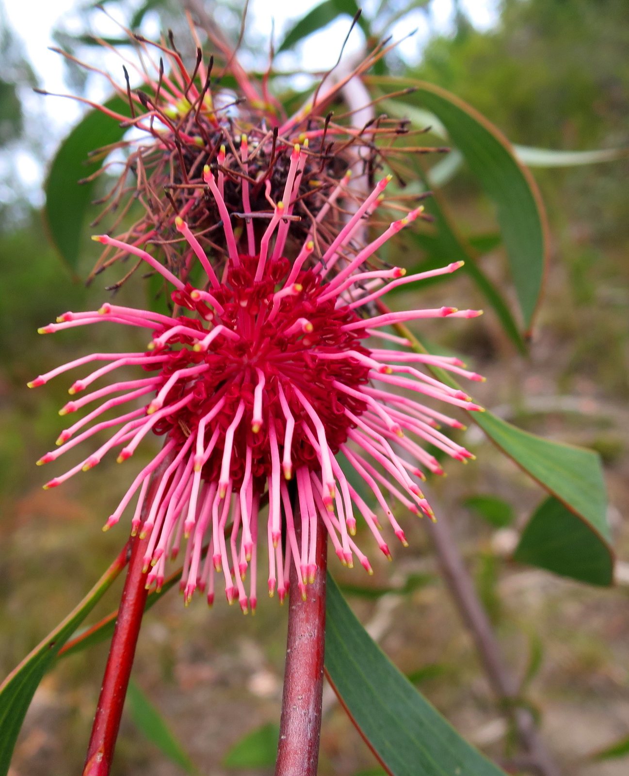Pincushion hakea