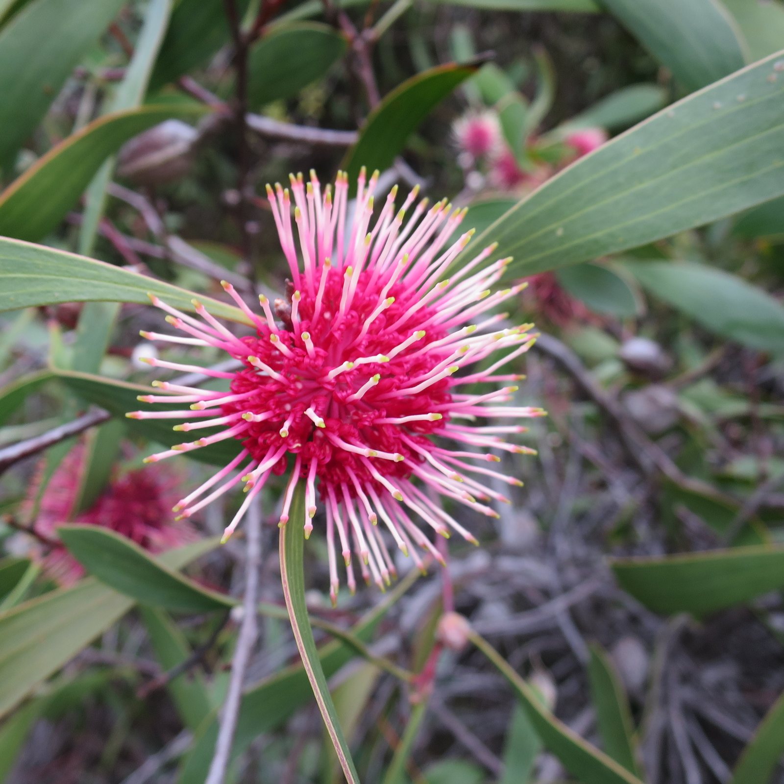 Pincushion hakea