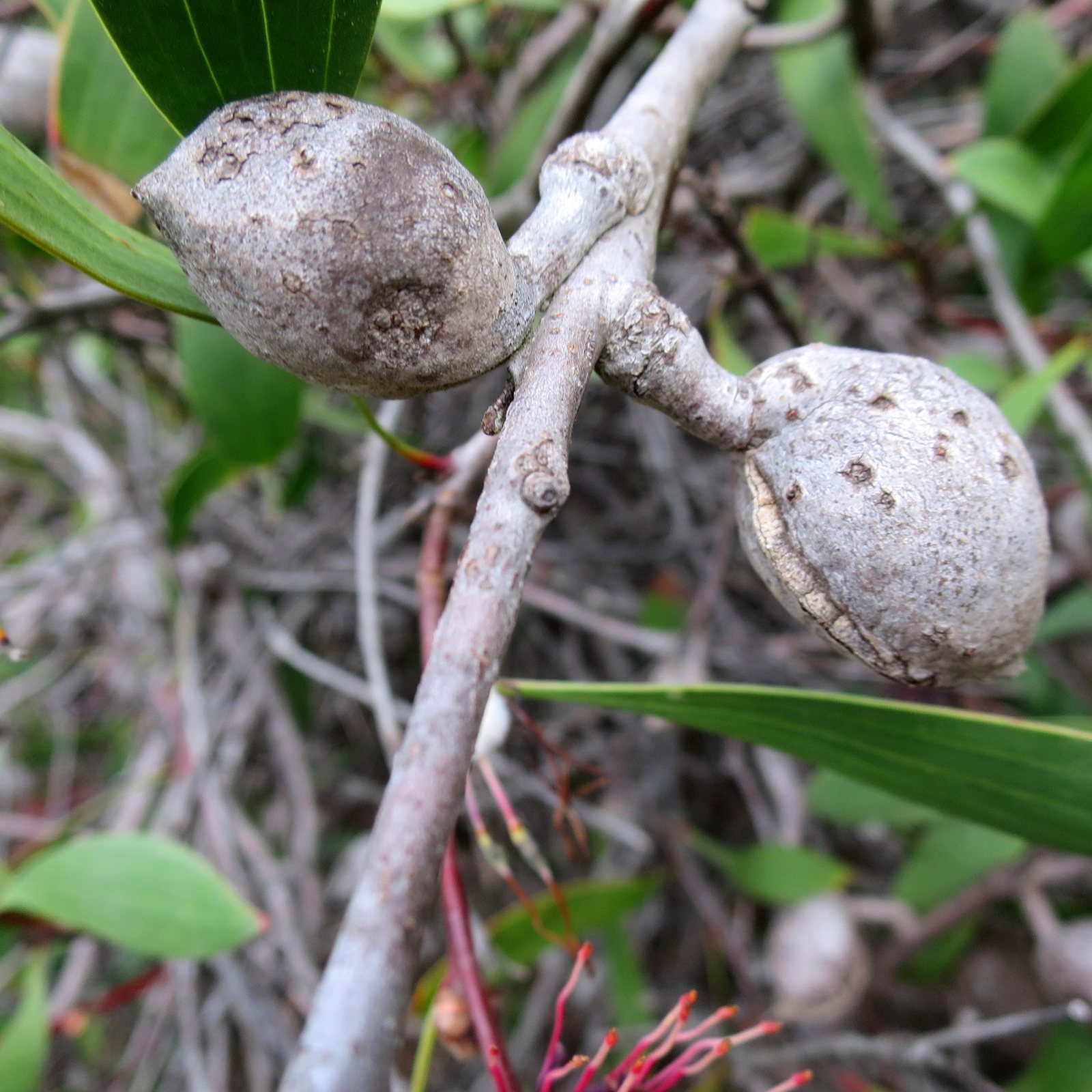 Pincushion hakea
