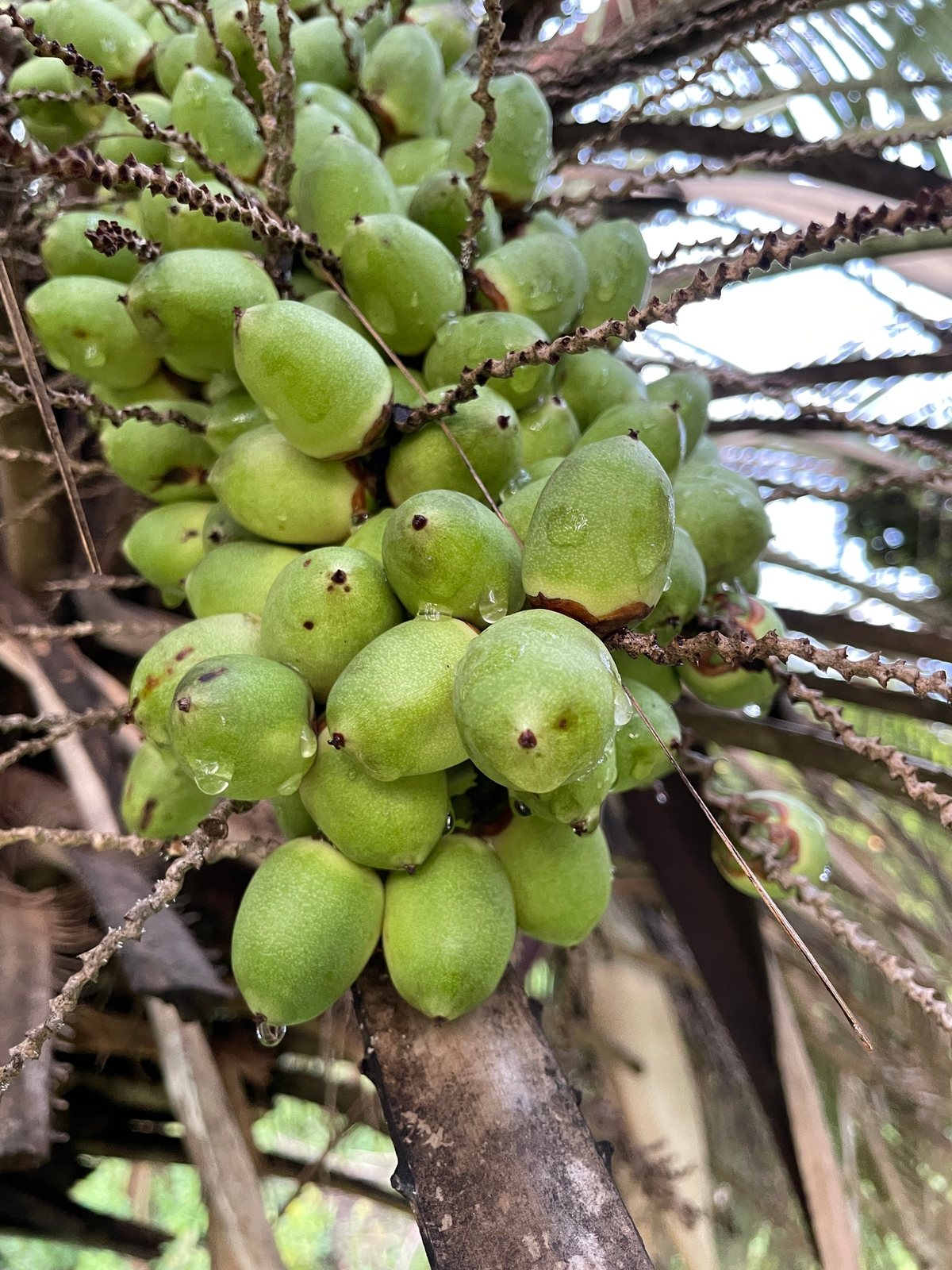 Pindo palm