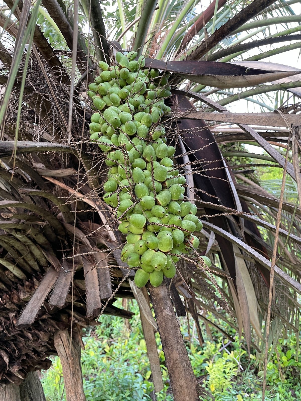 Pindo palm