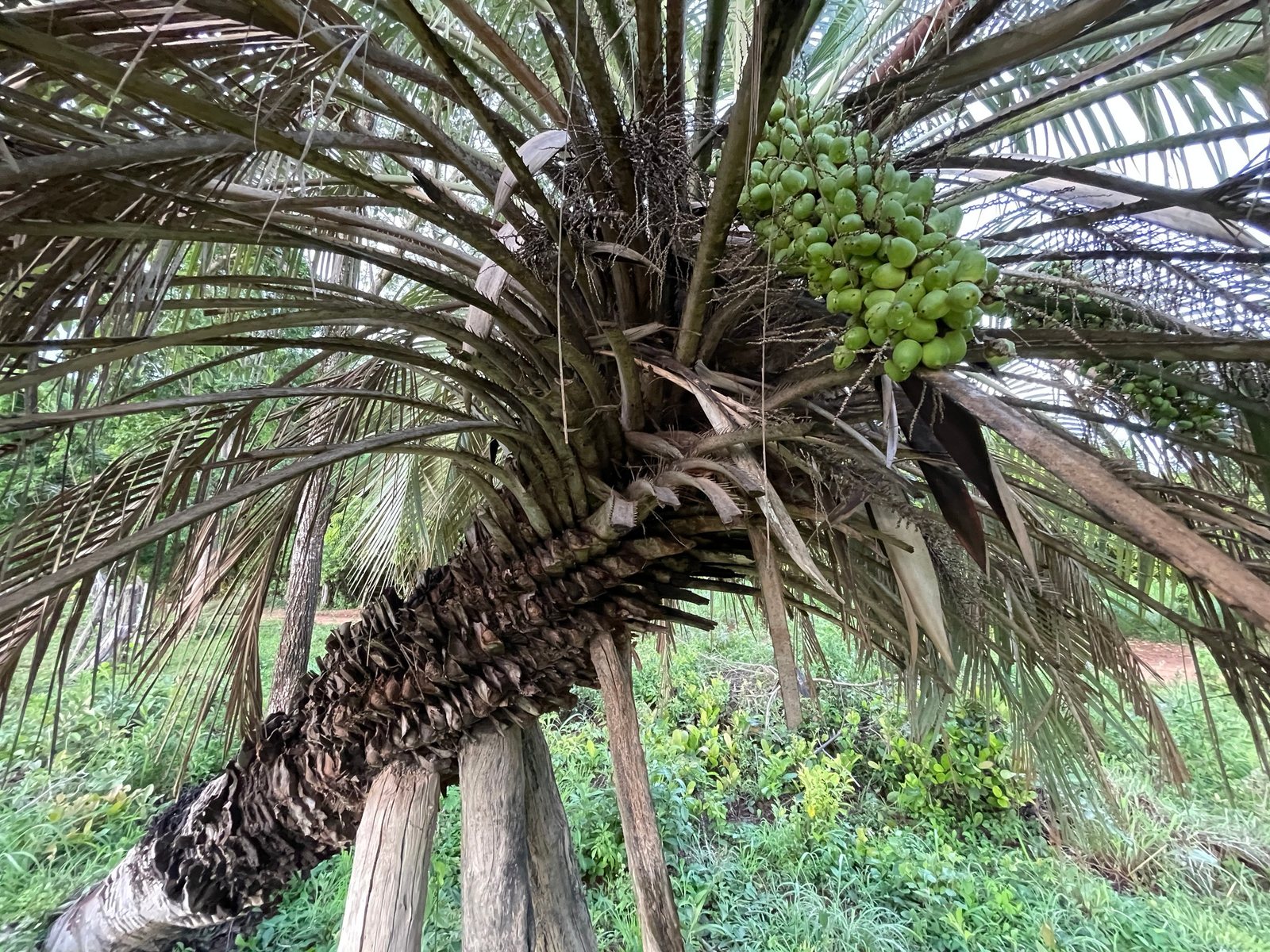Pindo palm