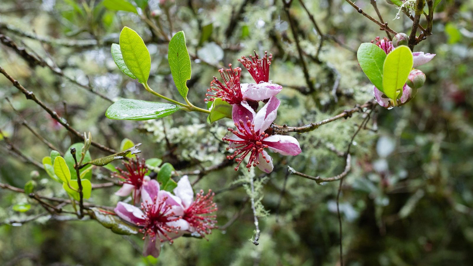Pineapple guava