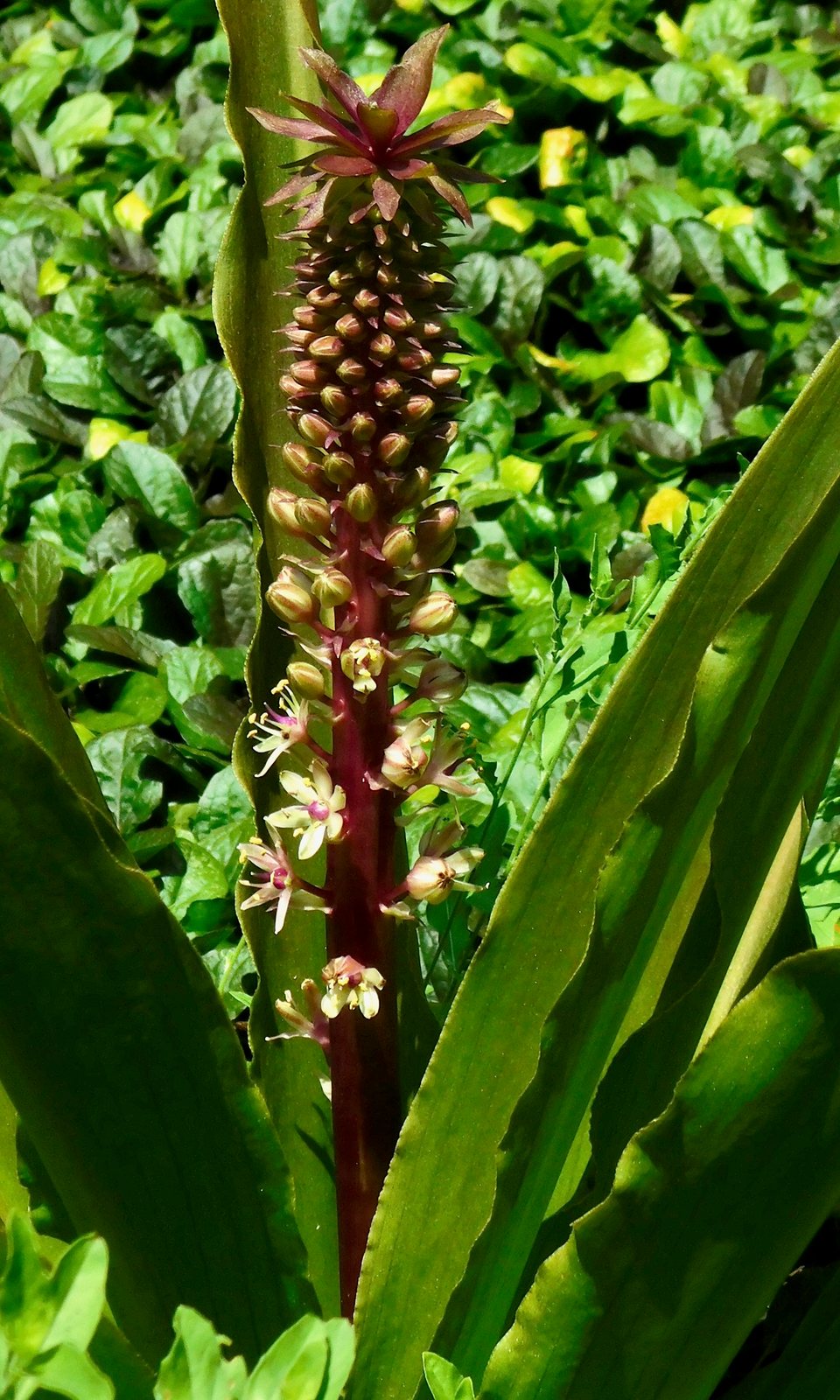 Pineapple lily