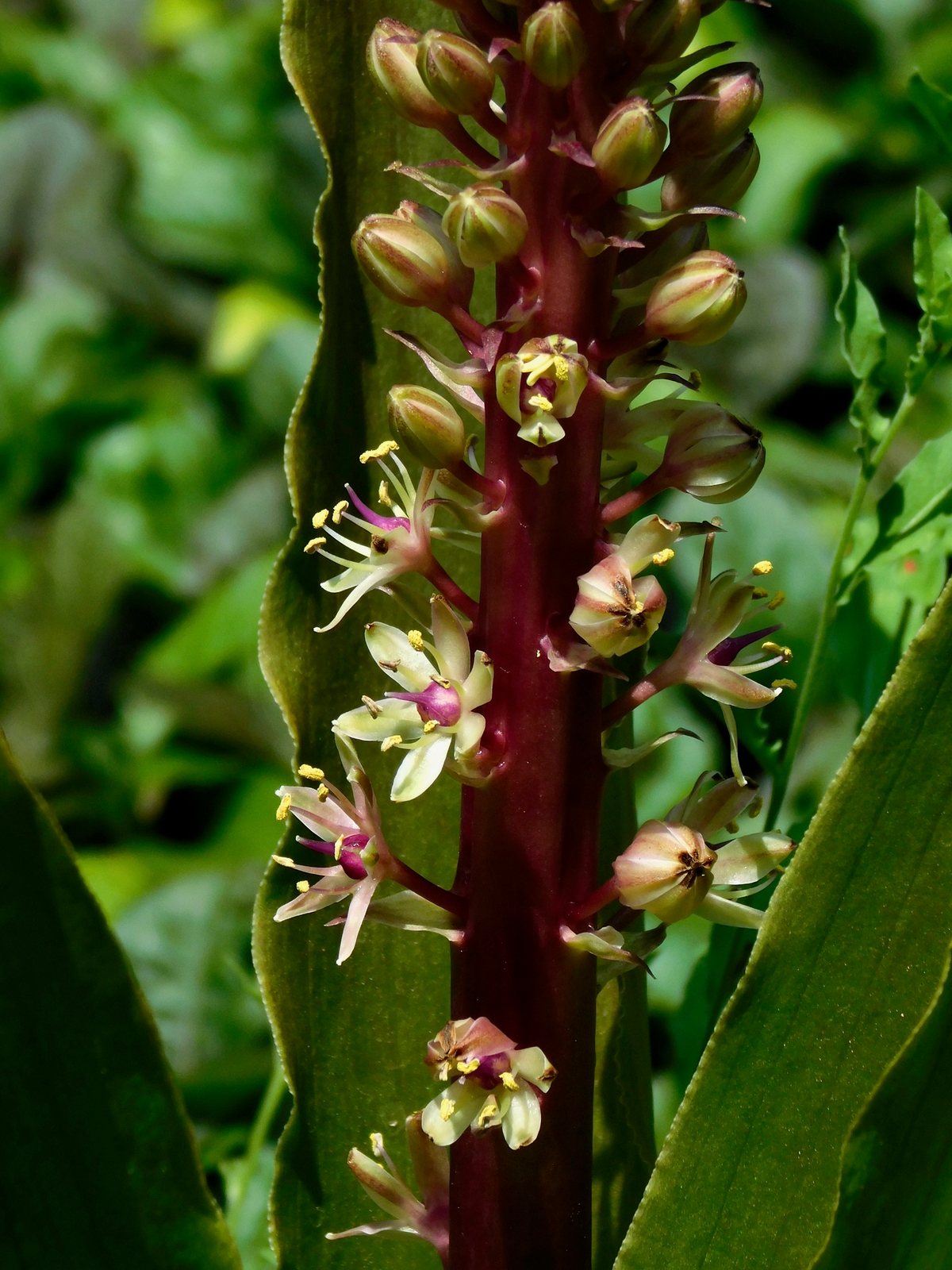 Pineapple lily