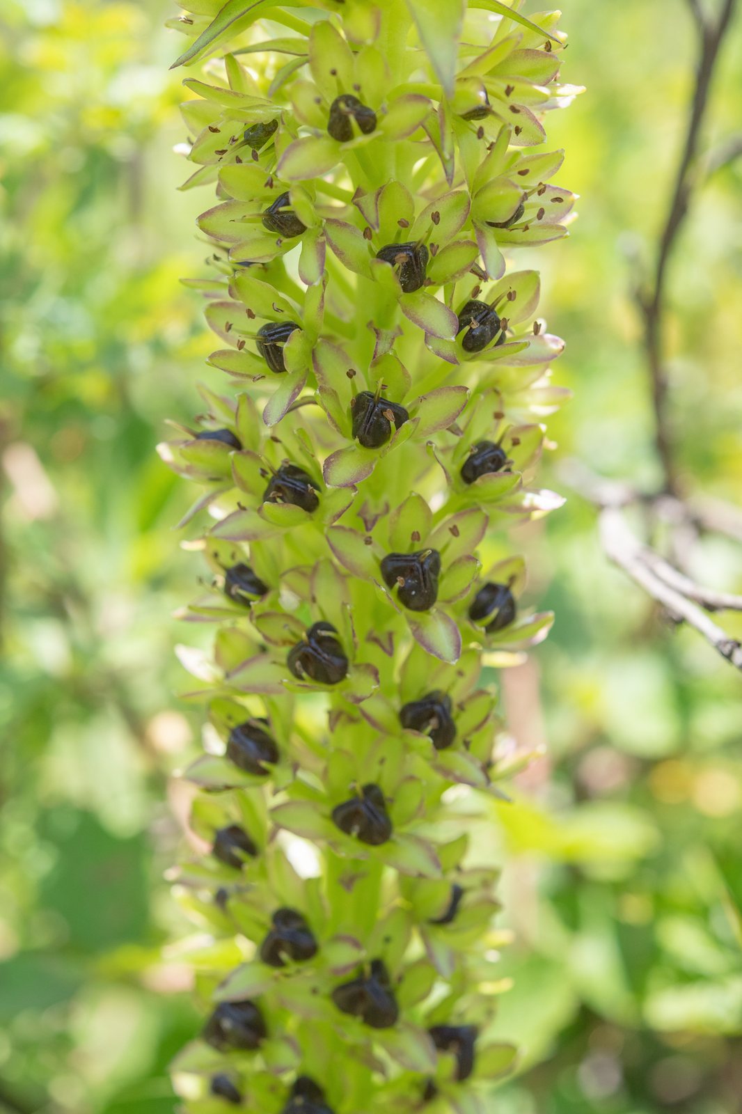 Pineapple lily