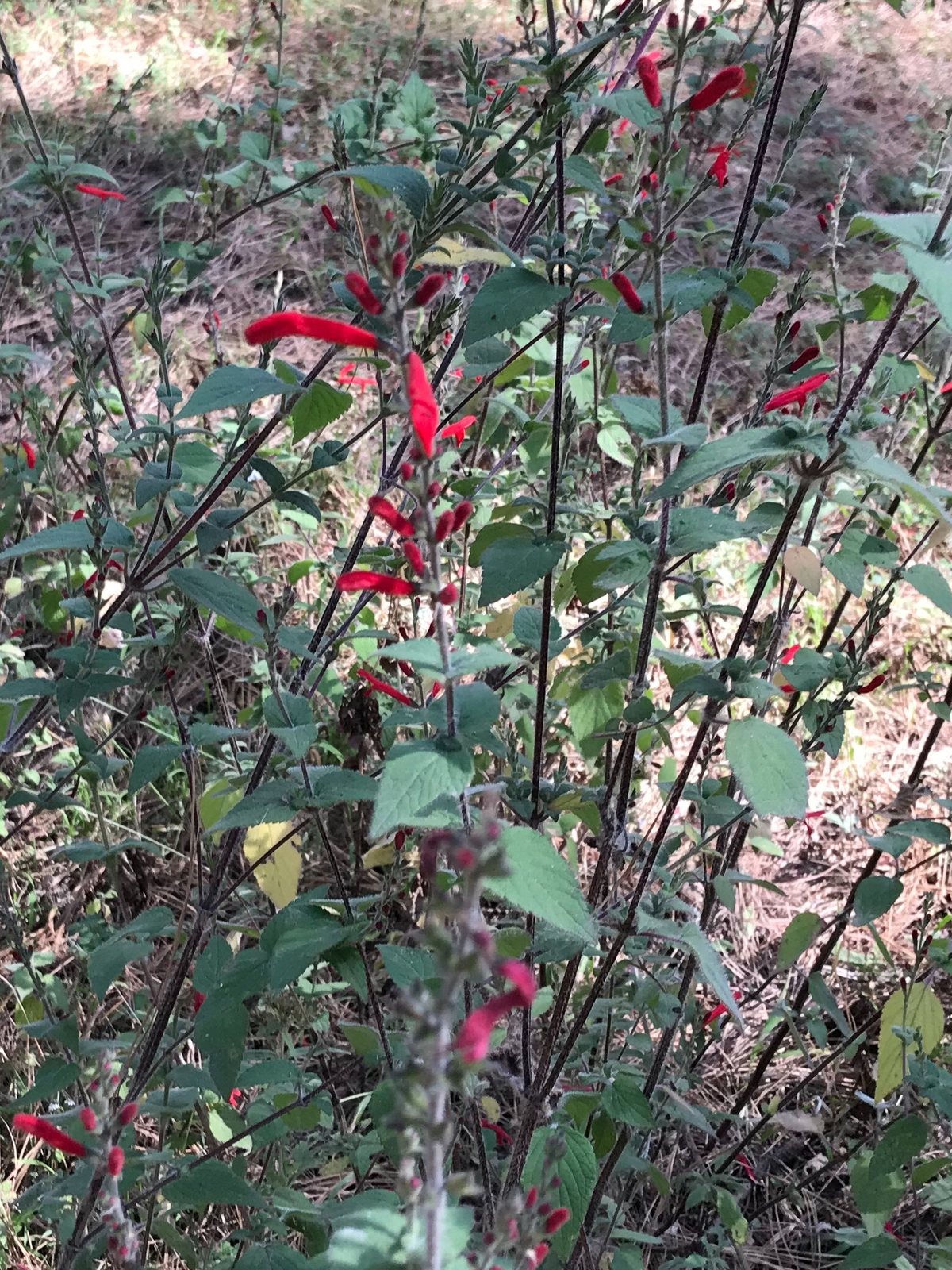 Pineapple sage