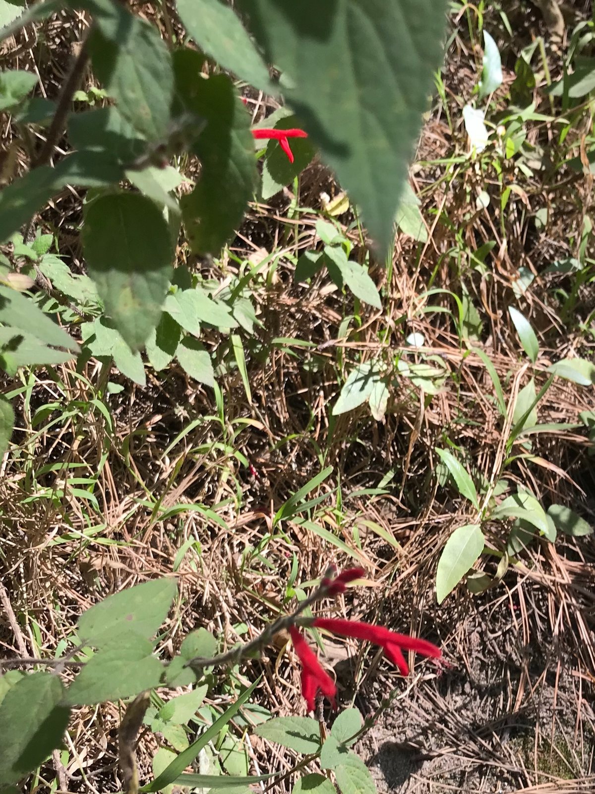 Pineapple sage