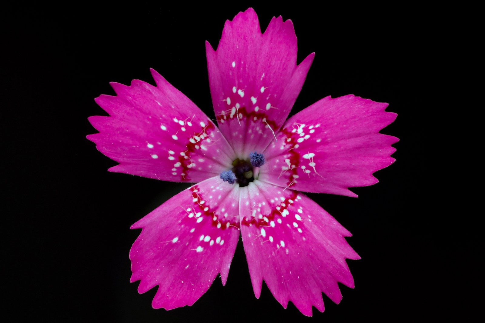 Pink 'Doris'