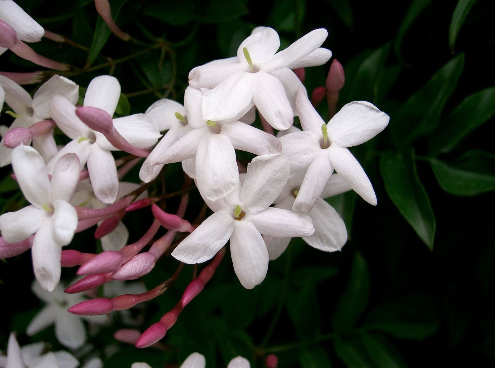 Pink jasmine