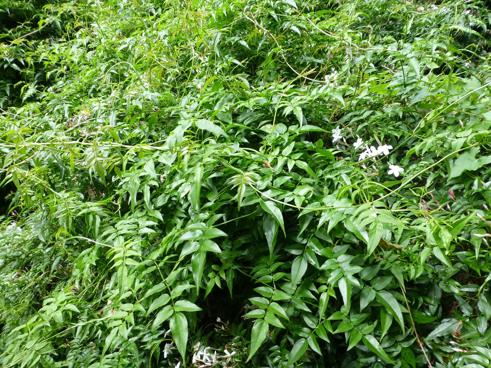 Pink jasmine