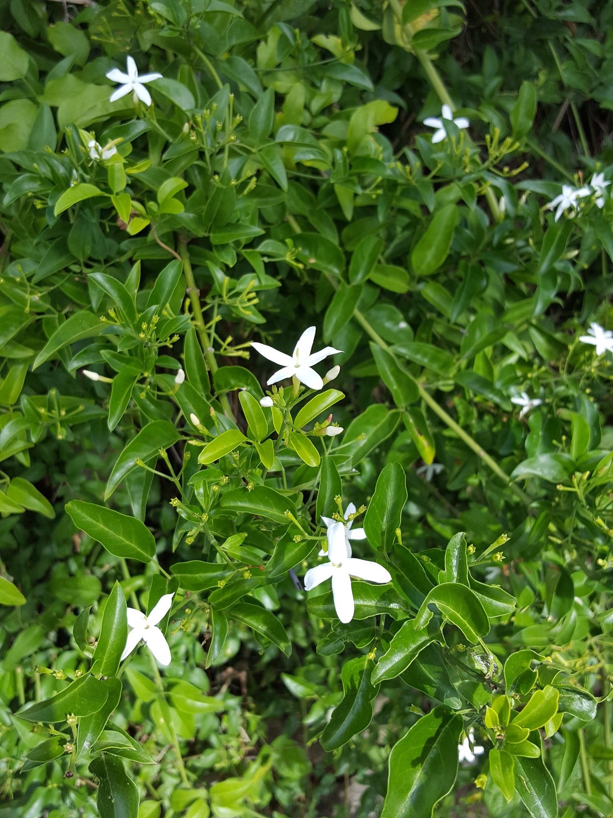 Pink jasmine