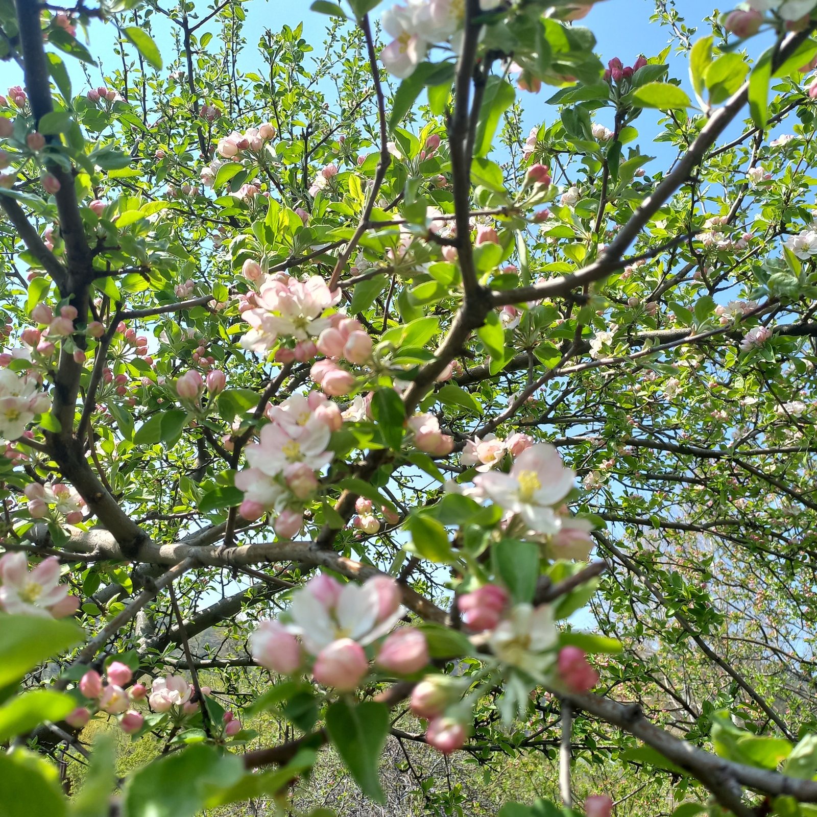 Pink Lady apple