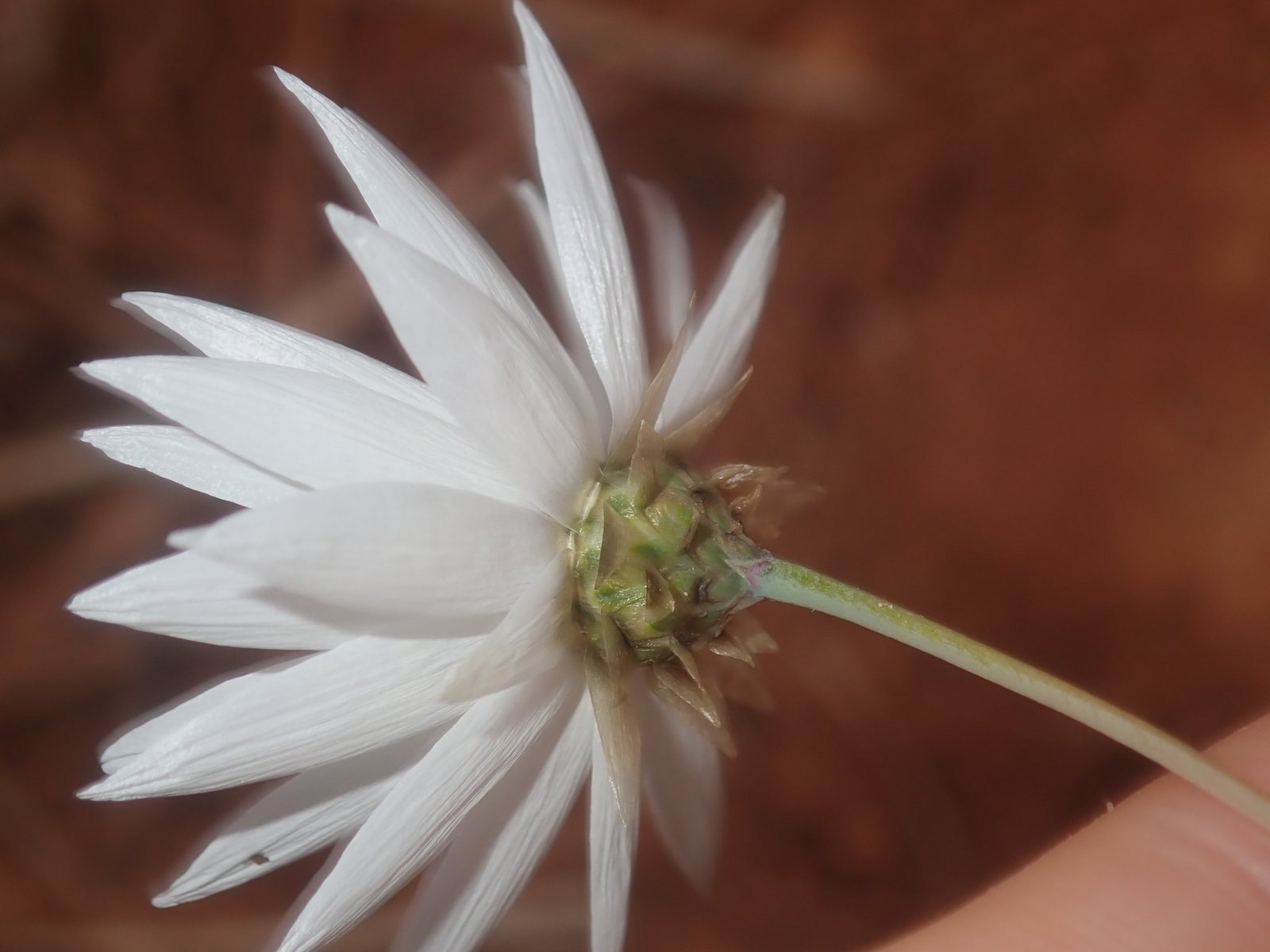 Pink paper daisy