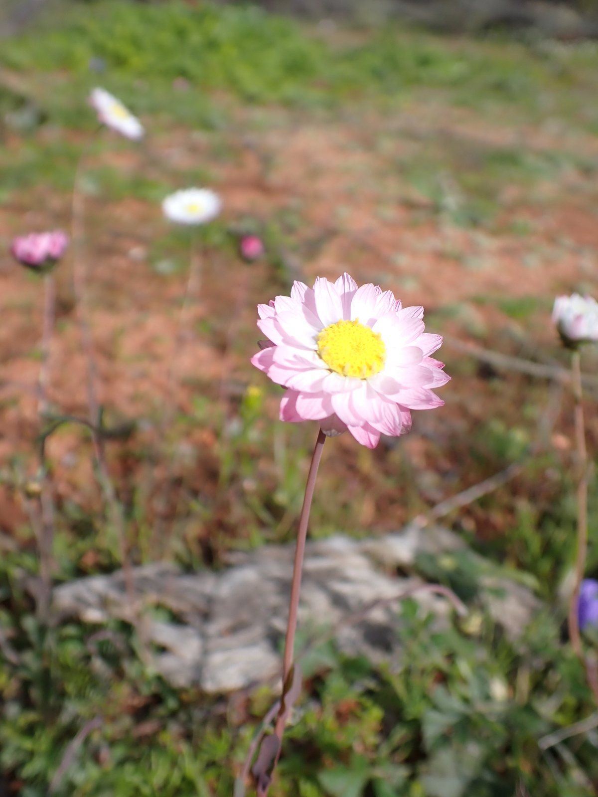 Pink paper daisy