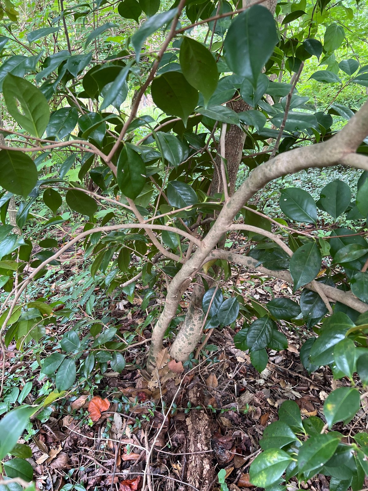 Pink Perfection camellia