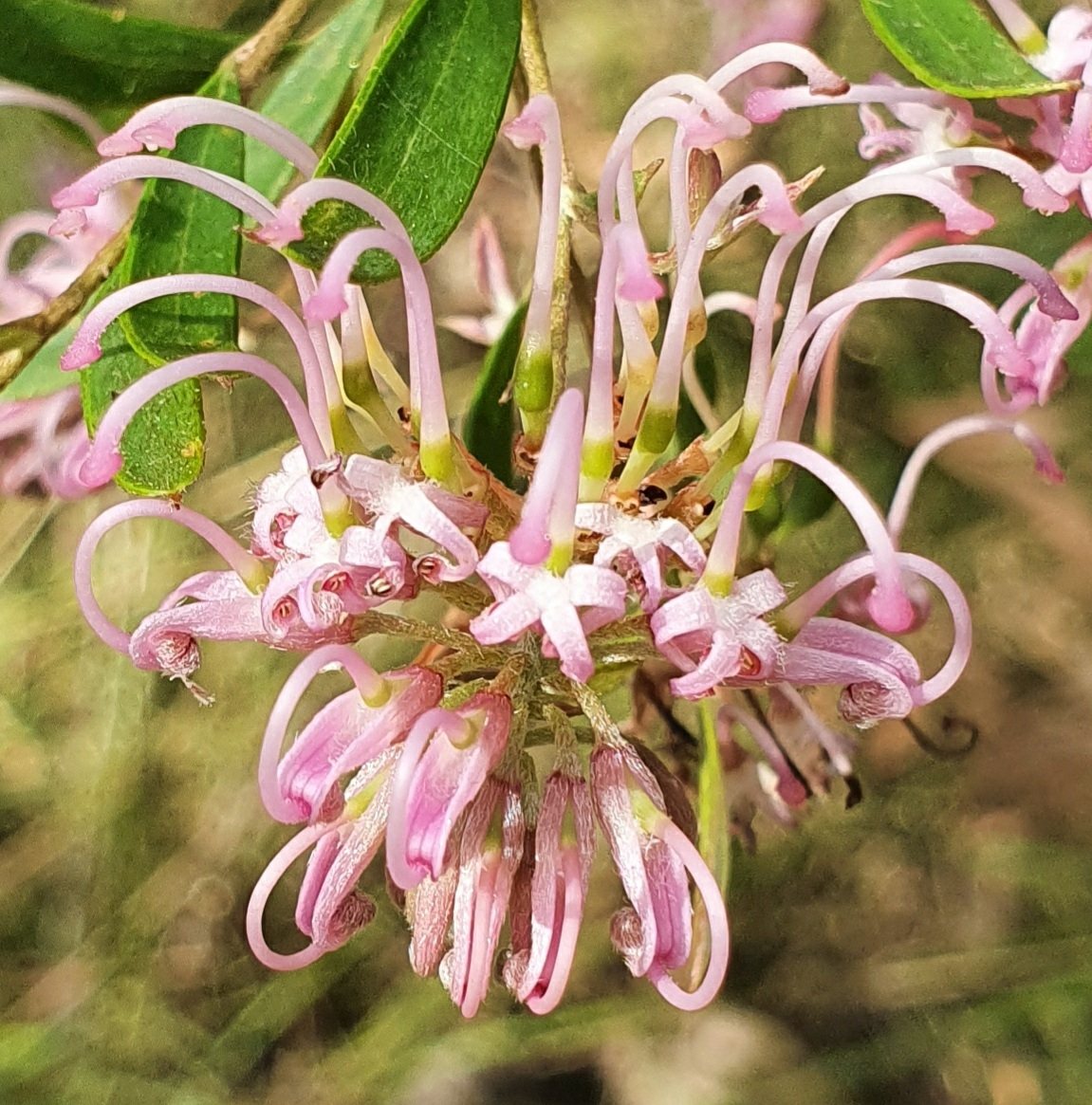 Pink spider flower