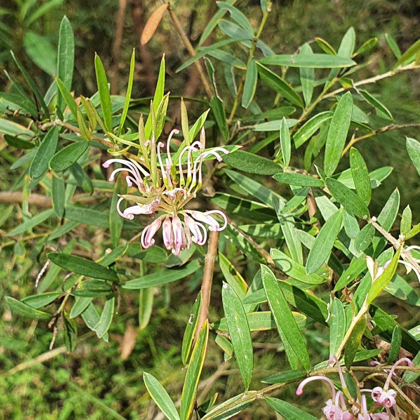 Pink spider flower