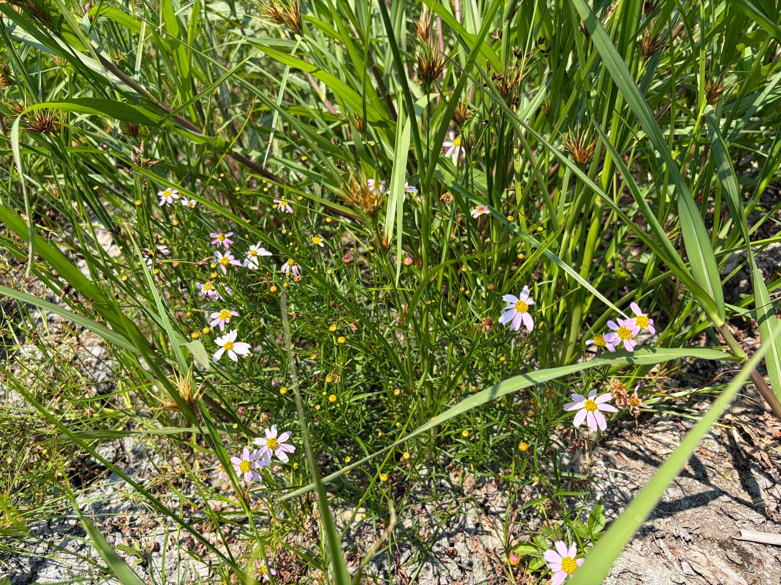 Pink tickseed