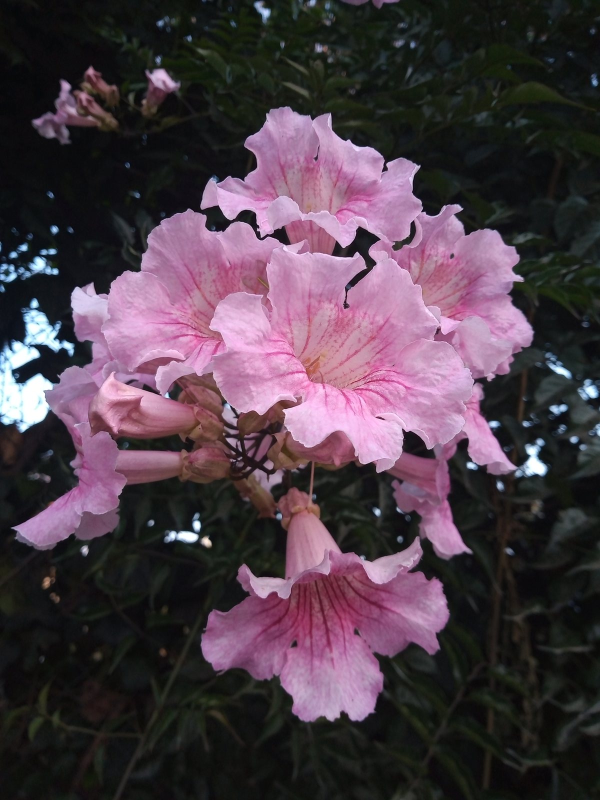 Pink trumpet vine