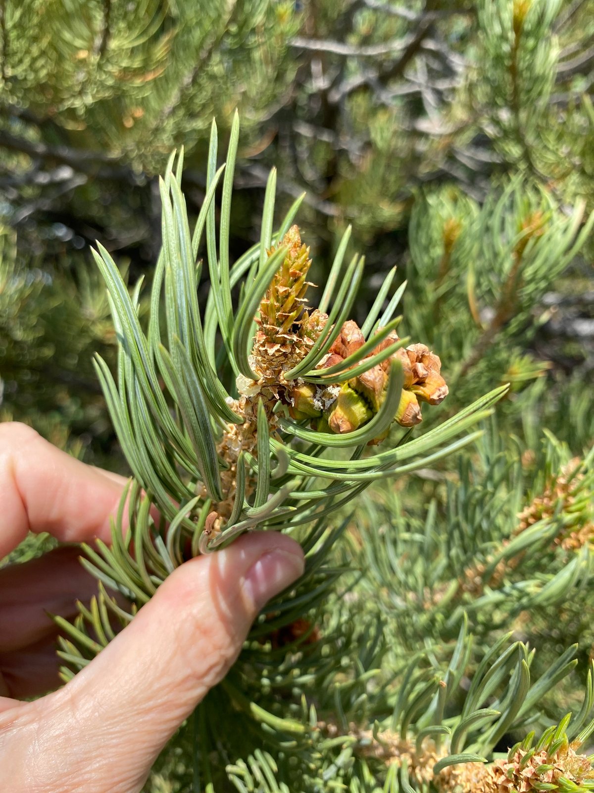 Pinyon pine