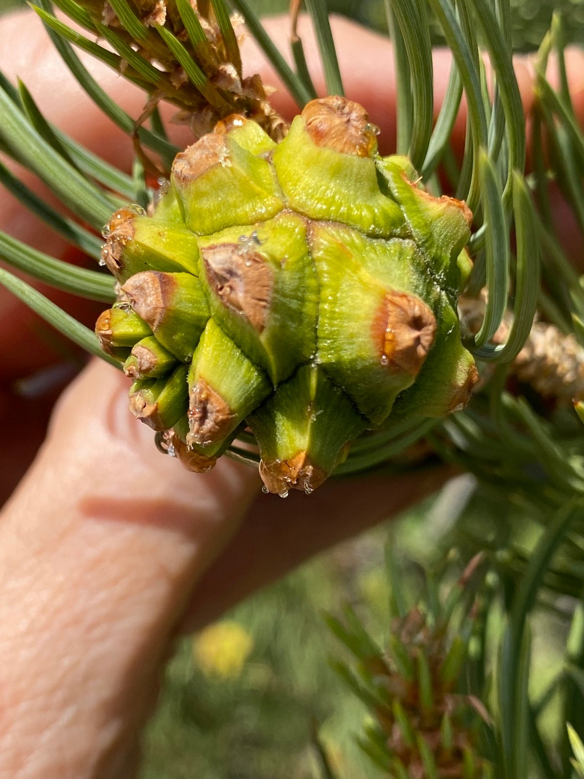 Pinyon pine