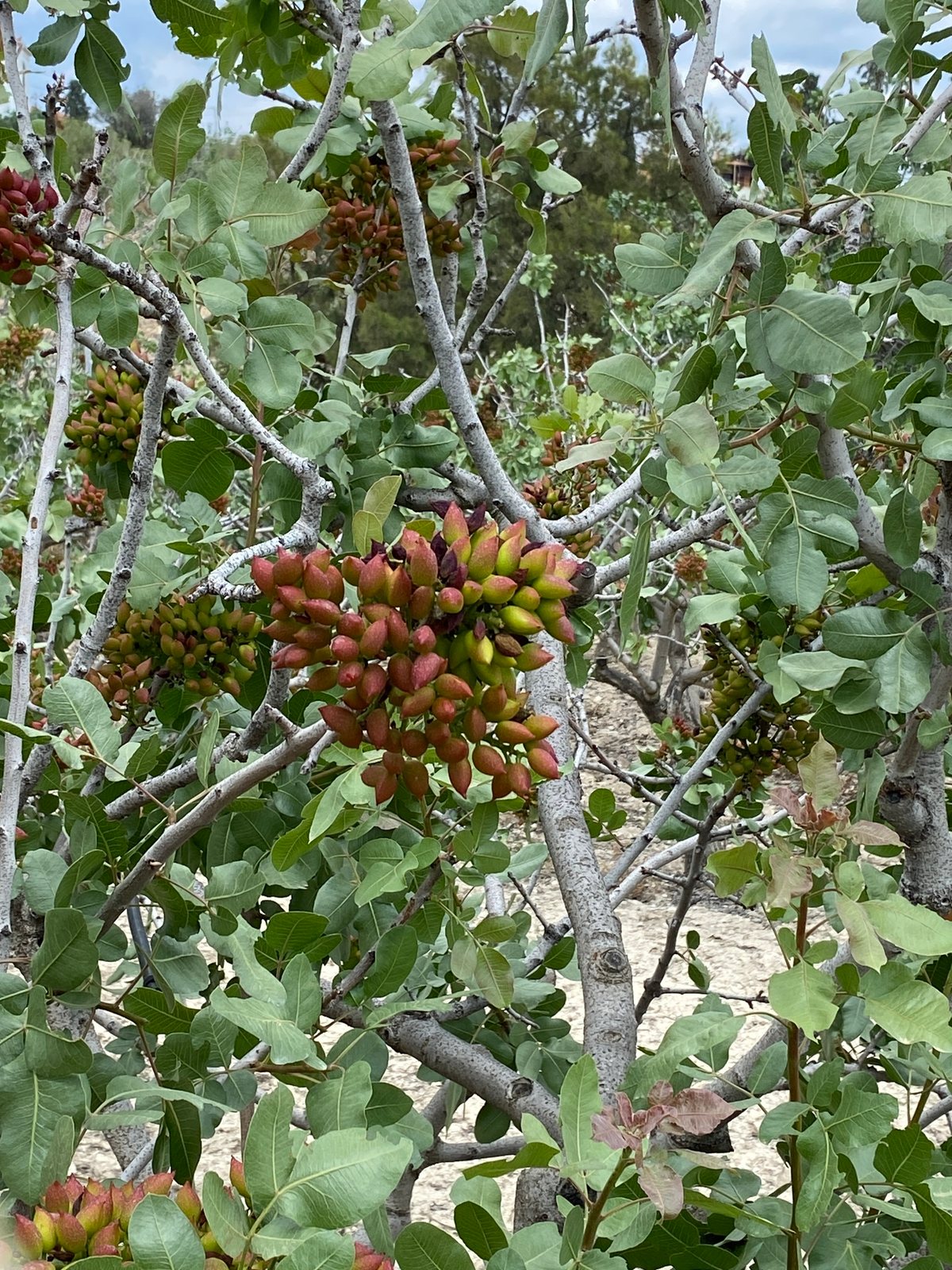 Pistachio