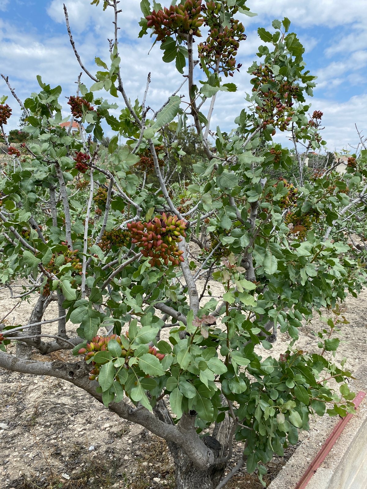 Pistachio