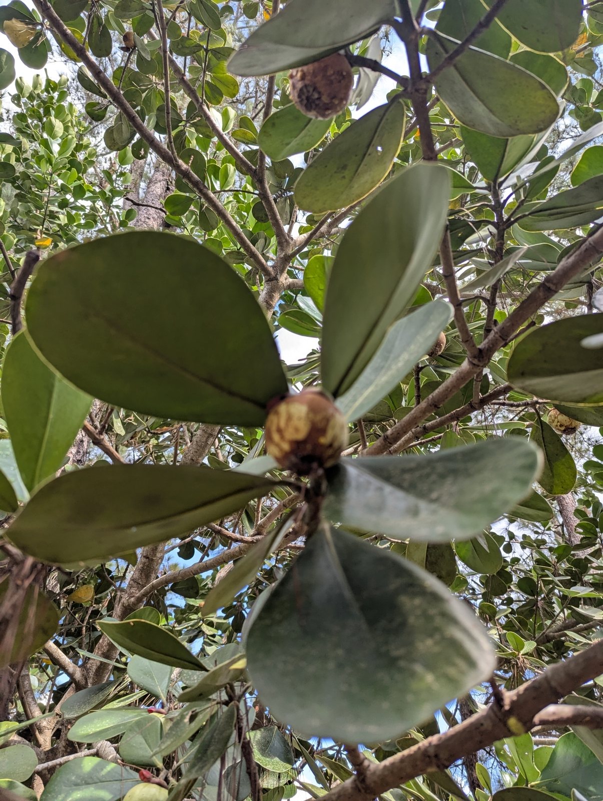 Pitch apple