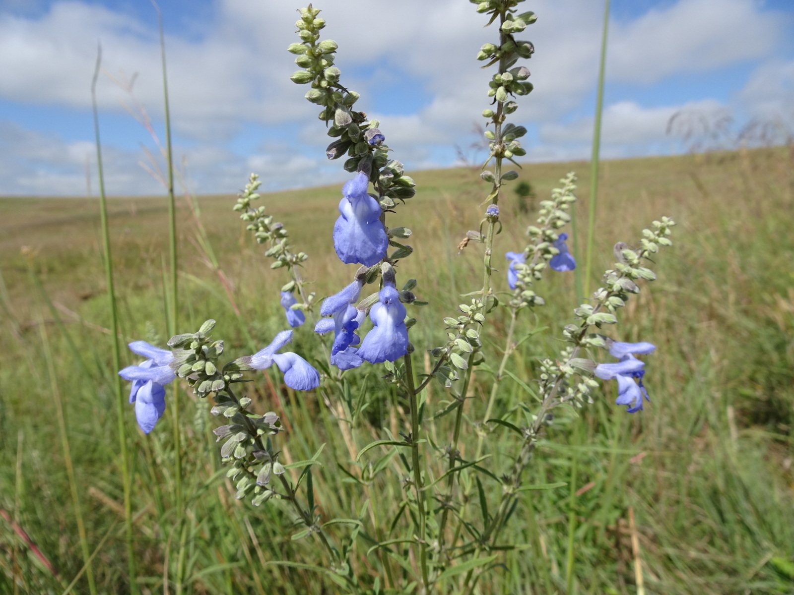 Pitcher sage