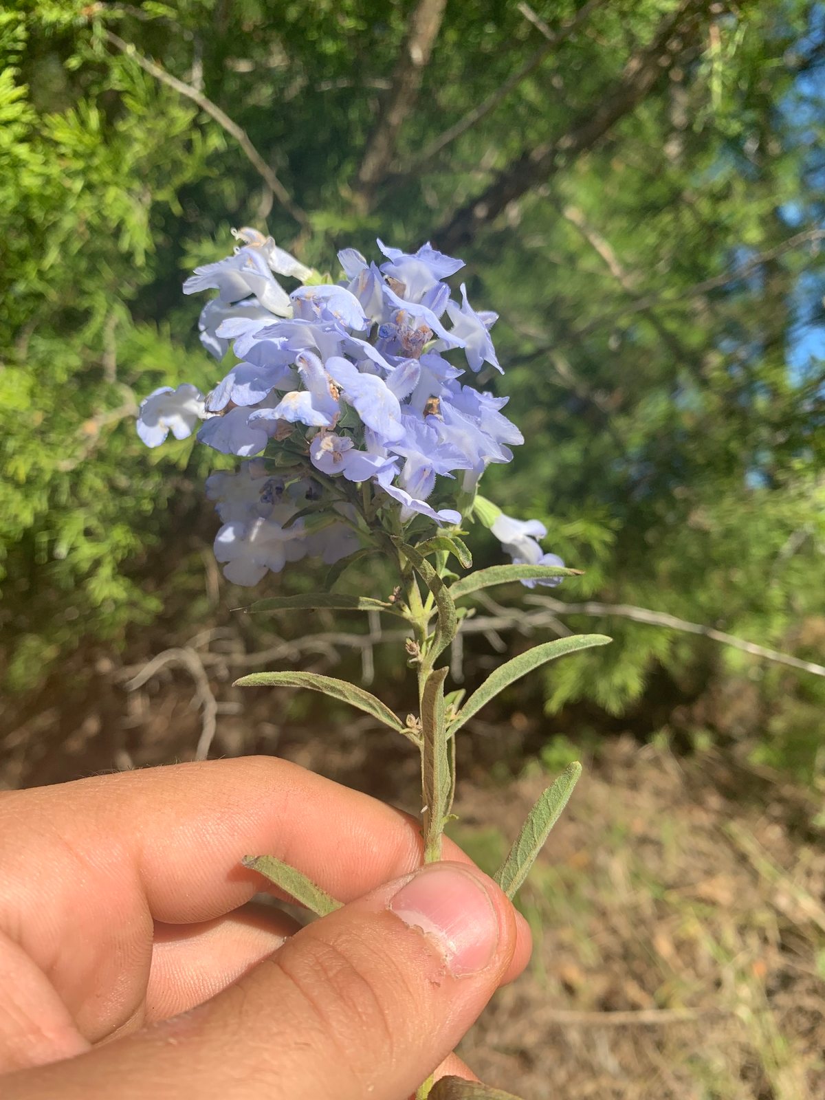 Pitcher sage