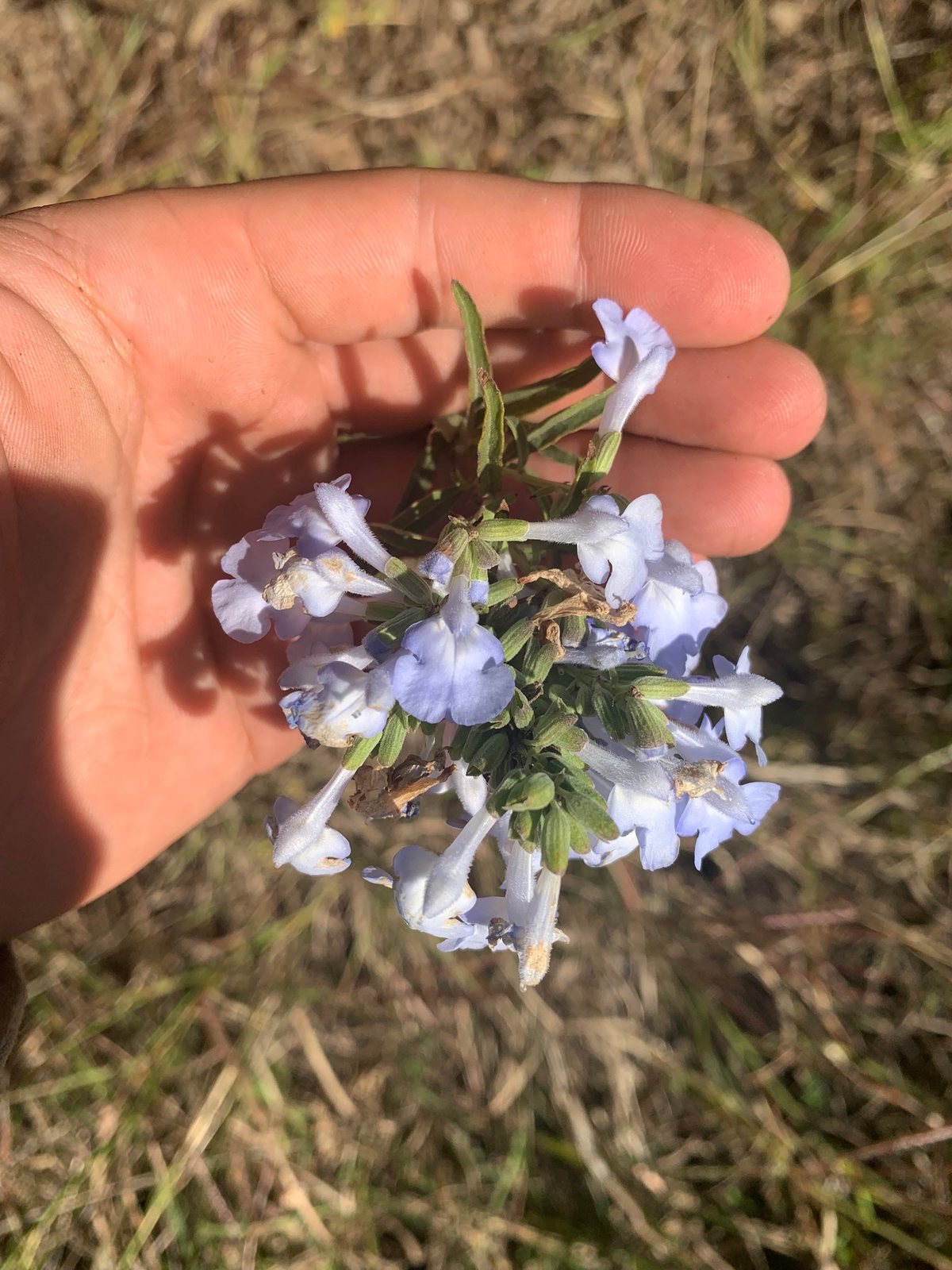 Pitcher sage
