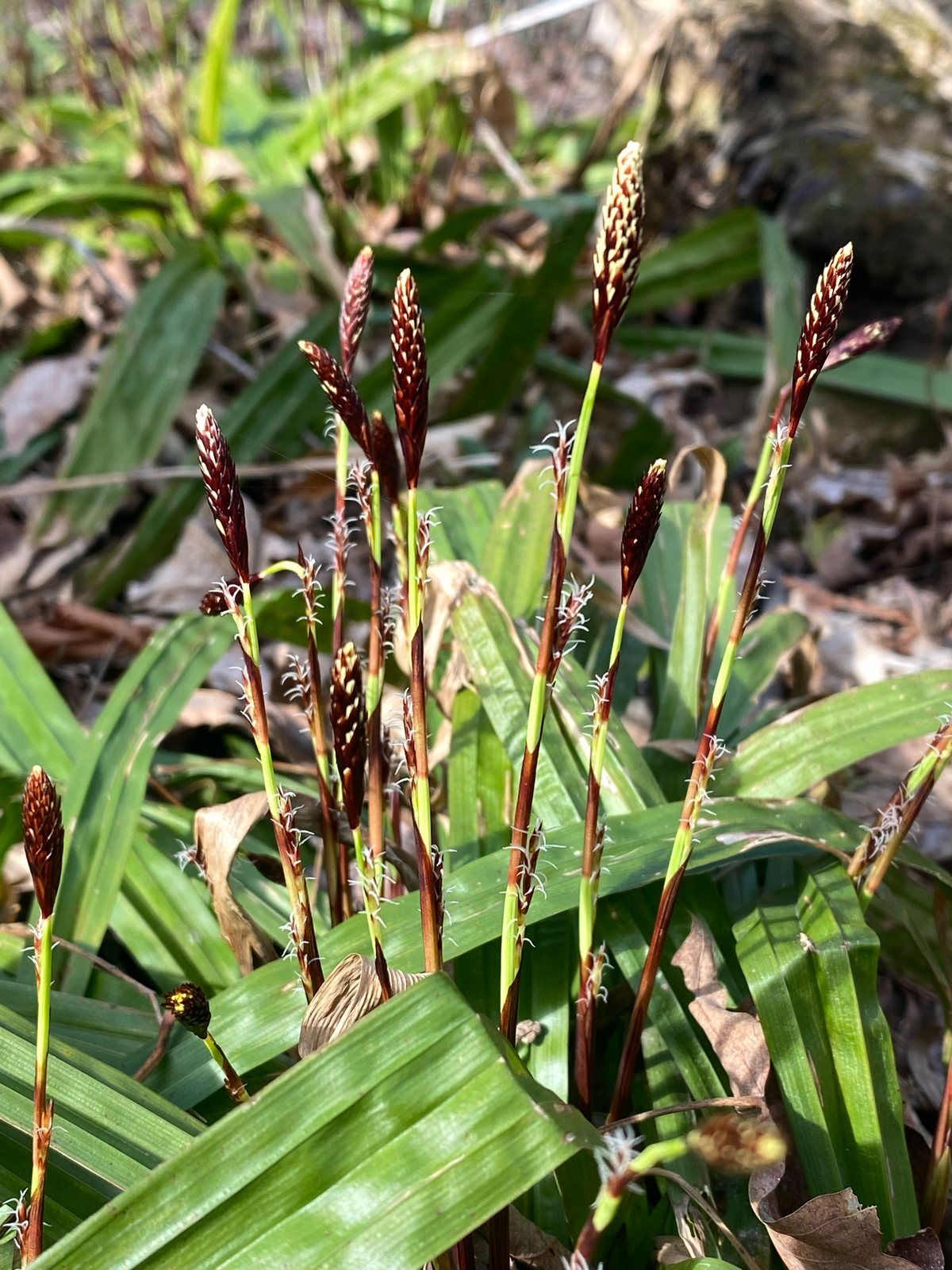 Plantainleaf sedge