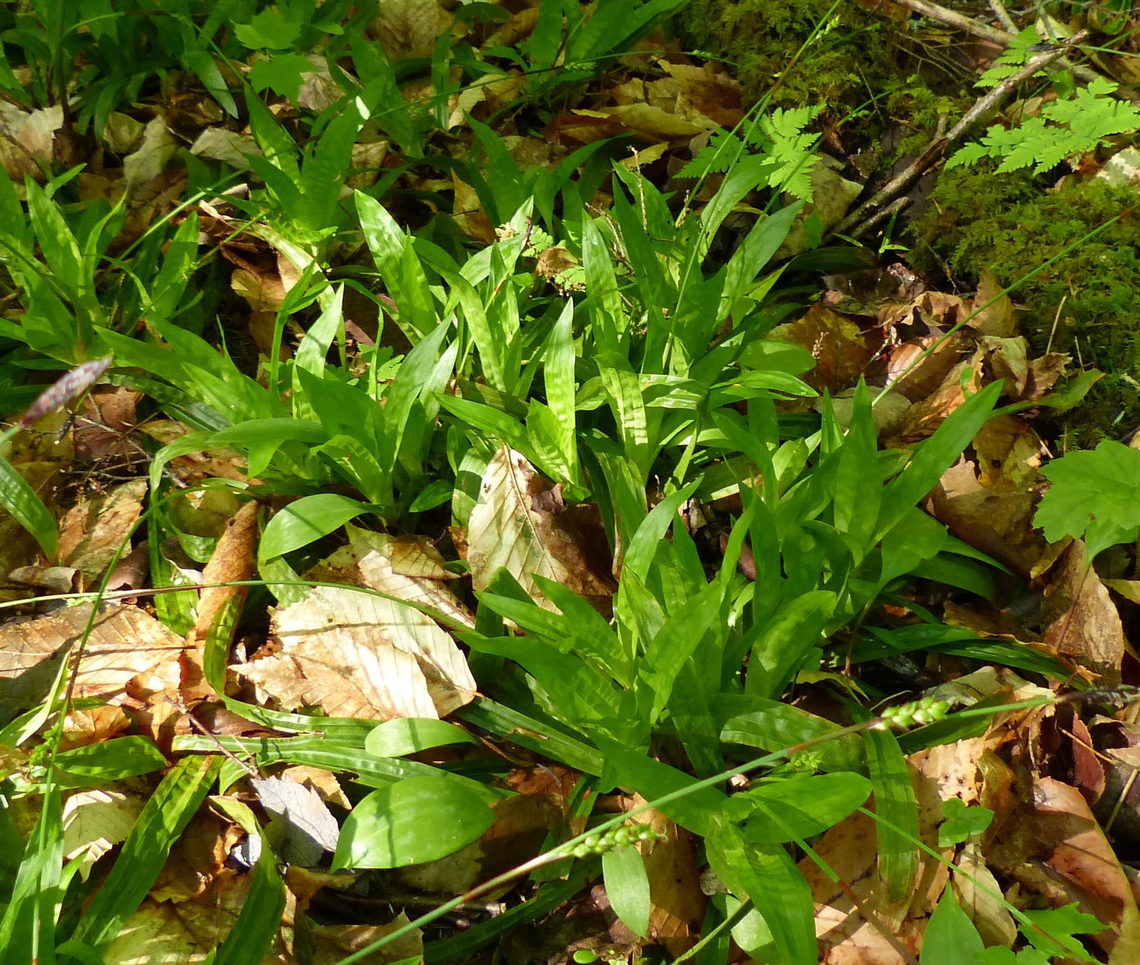 Plantainleaf sedge