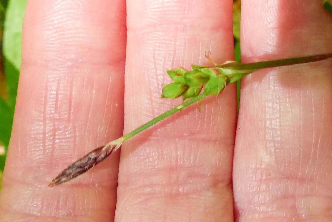 Plantainleaf sedge