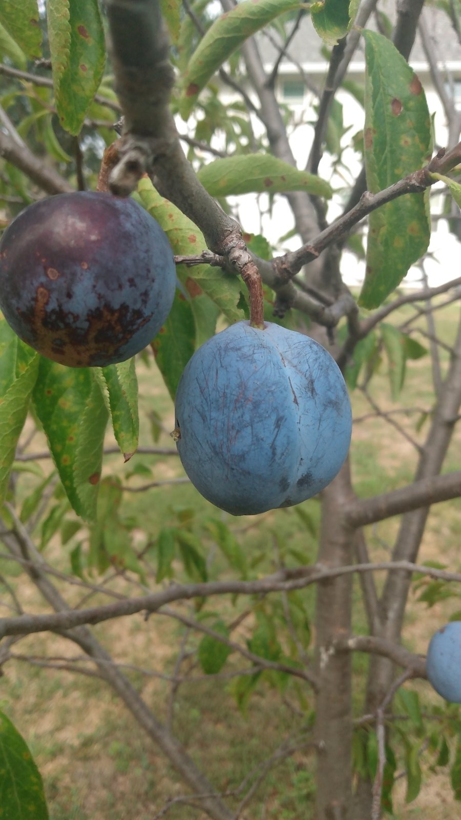 Plum