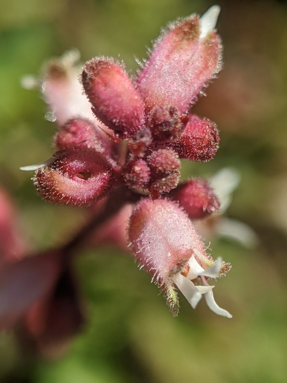Plum Pudding coral bells