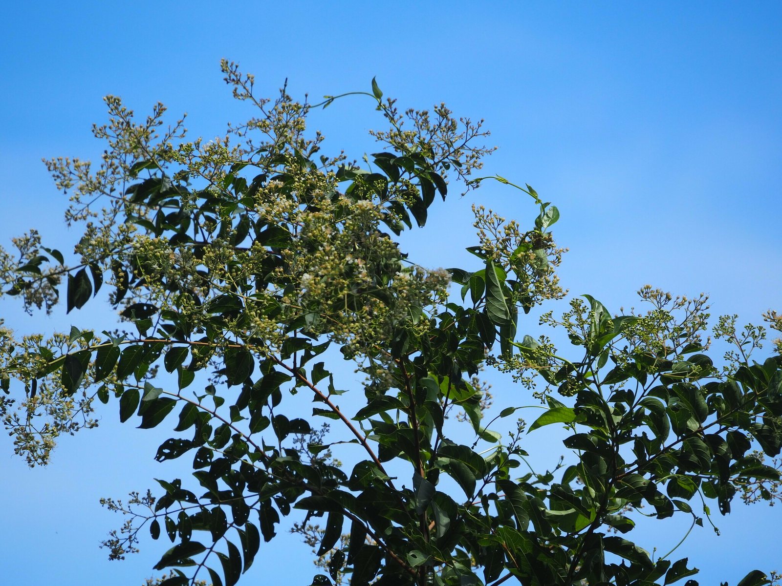 Pocomoke crape myrtle