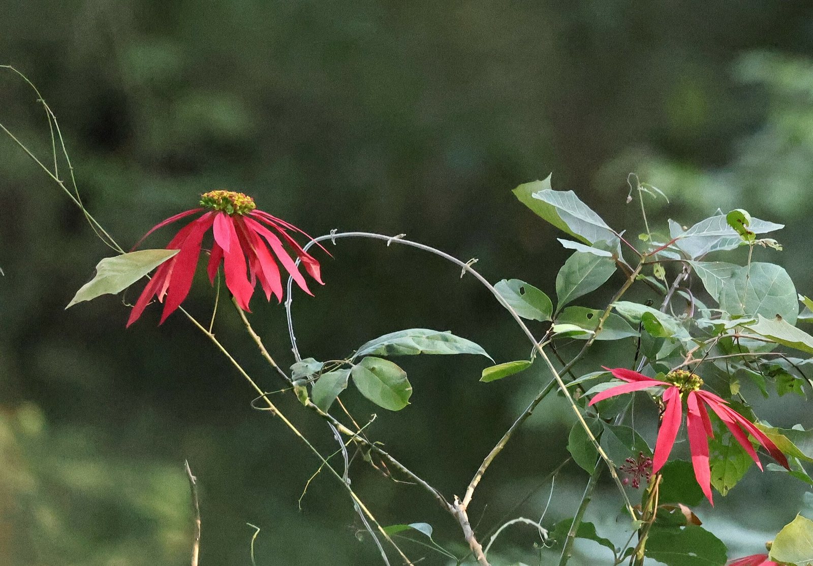 Poinsettia