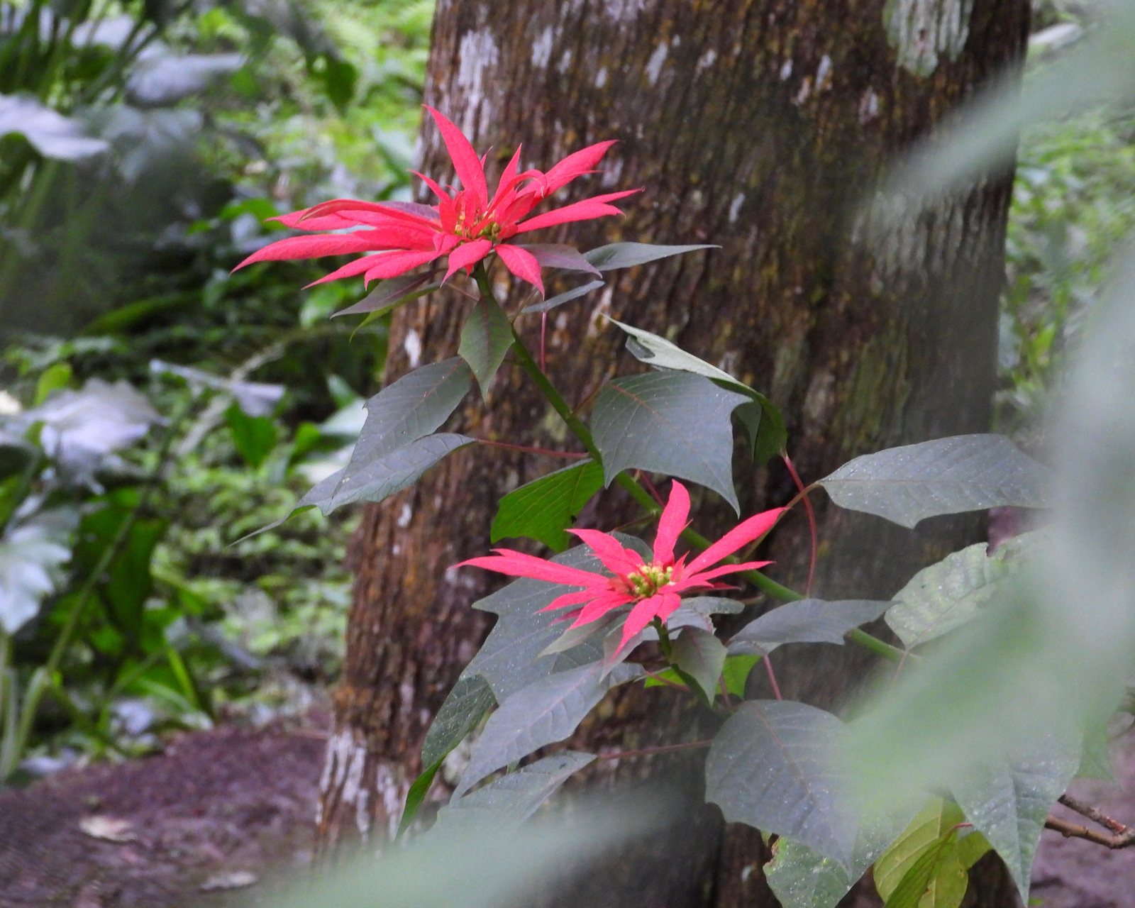 Poinsettia