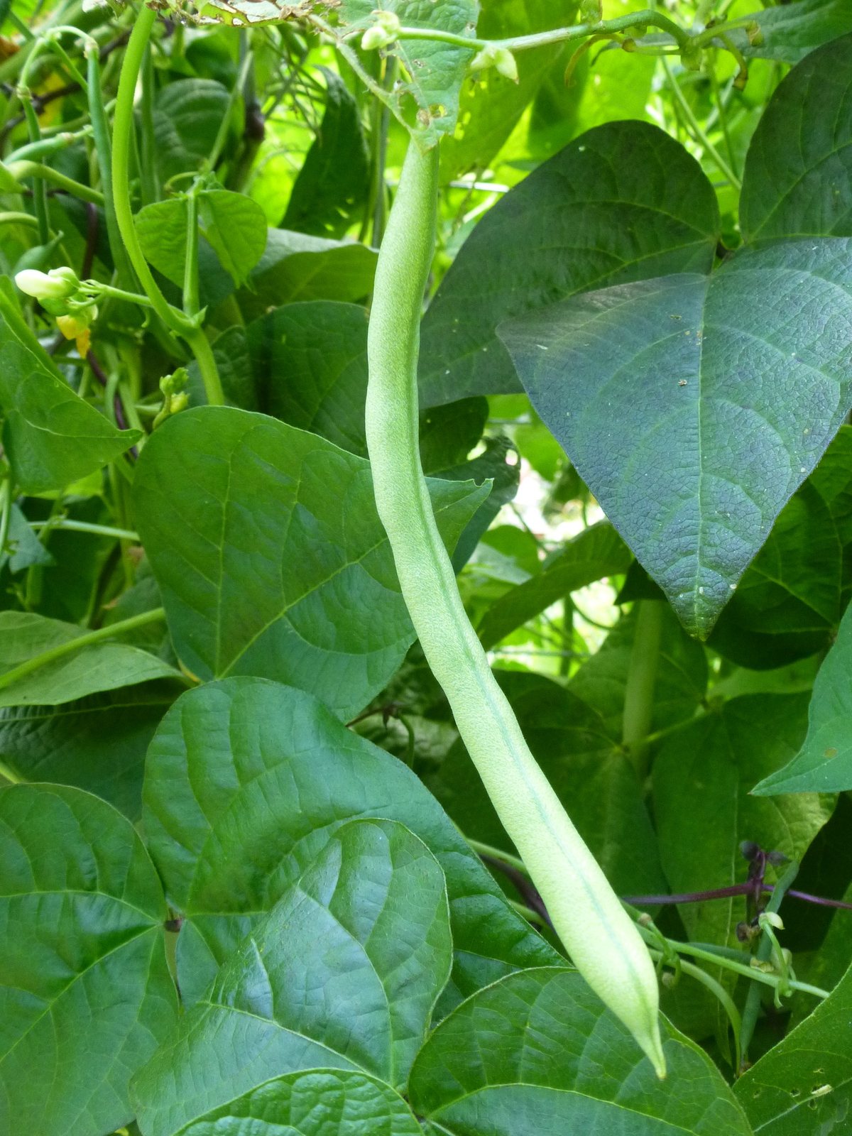 Pole bean 'Kentucky Wonder'