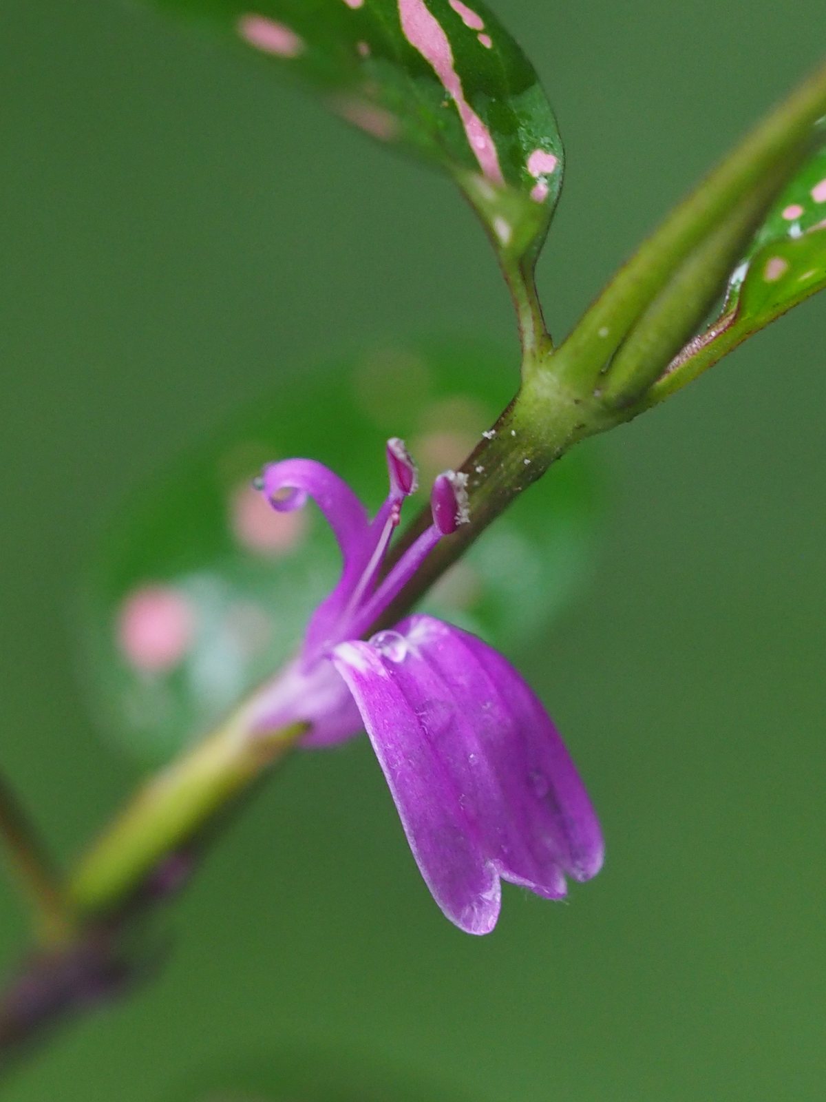 Polka dot plant